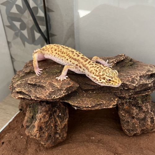 Vends gecko léopard 2 ans