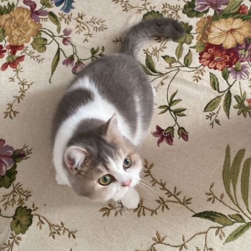 Magnifique chaton de type british shorthair