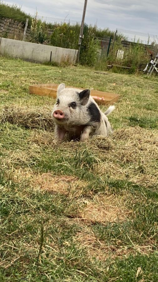 Petit Cochon Nain De 1 An 62180