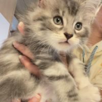 Chatons maine coon #7