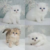 Adorables chatons british longhair silver & golden