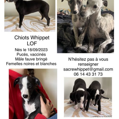 Chiots whippet lof