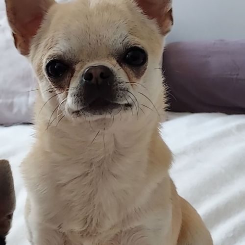 Chihuahua male à placer #2