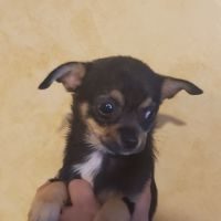 Chiot apparence chihuahua #2