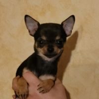 Chiot apparence chihuahua #3