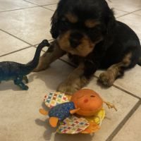 Chiot cavalier king charles #4