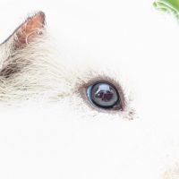 Bébé cochon d'inde texel blanc yeux bleus