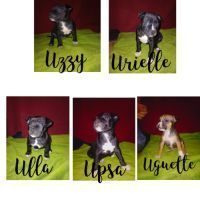 Chiot staffordshire terrier americain #1