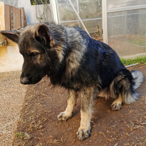 Altdeutsche shaferhund né en 2019
