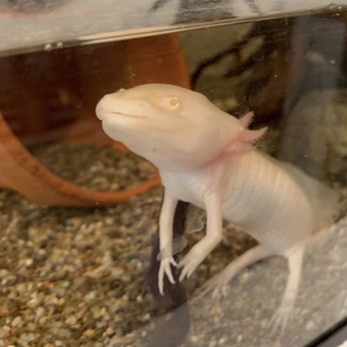 Axolotls (golden, leucystique et albinos) #1