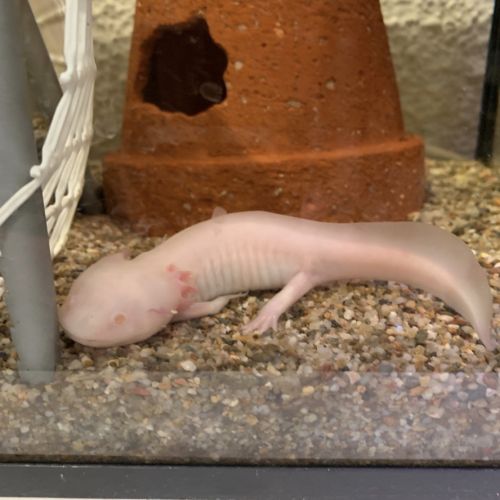 Axolotls (golden, leucystique et albinos) #3