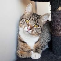 Tiween, adorable chaton à l'adoption