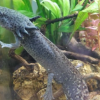 Axolotl juvéniles #1