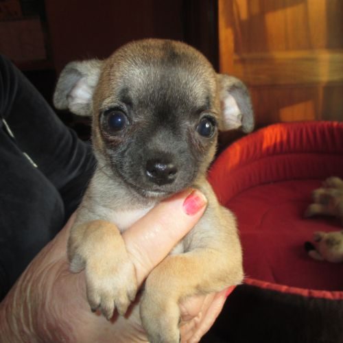 Disponible chiot chihuahua male