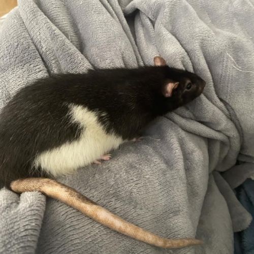 Rat male 2 ans