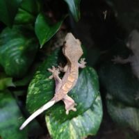 Geckos à crête juvéniles #2