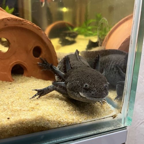 Vends axolotl noir mâles #2