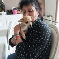 Chihuahua a vendre #2