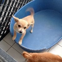 Chihuahua a vendre #5