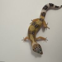 Gecko léopards juvéniles #1