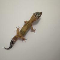 Gecko léopards juvéniles #2