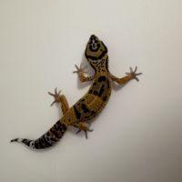 Gecko léopards juvéniles #3