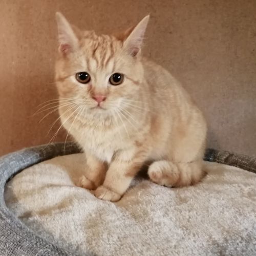 Chaton male british red spotted tabby