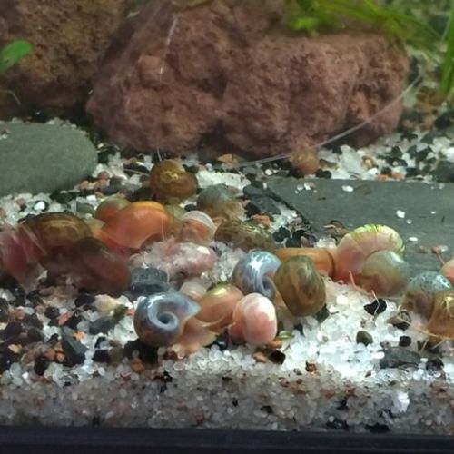 Diverses escargots d'aquarium #3