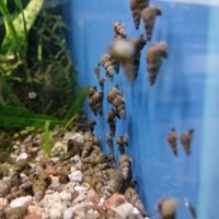Diverses escargots d'aquarium #1