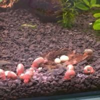 Diverses escargots d'aquarium #4