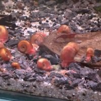 Diverses escargots d'aquarium #5