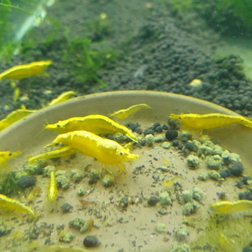 Crevettes yellow néon