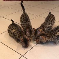 4 chatons bengal à vendre #2