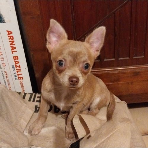 Chiot chihuahua femelle #3