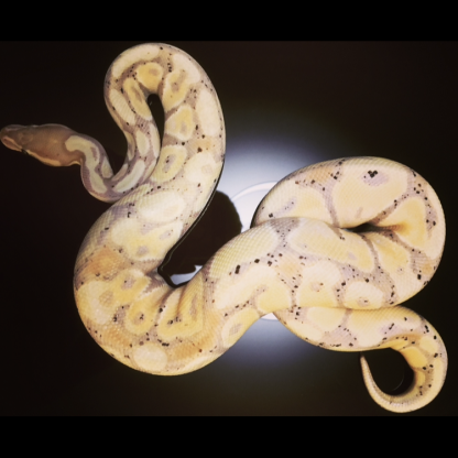 Python regius banana