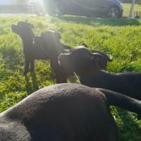 Staffie-sbt-staffordshire bull terrier
