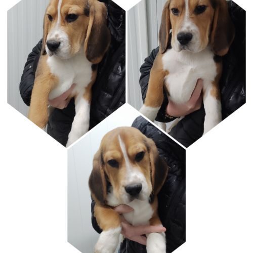 Chiots beagles lof disponible de suite