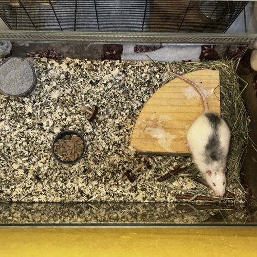 Rat mâle 1 an