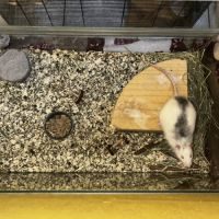 Rat mâle 1 an