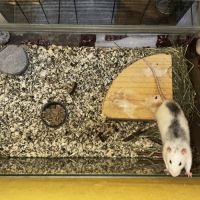 Rat mâle 1 an #3