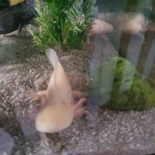 Axolotl mâle #3