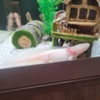 Axolotl mâle #1