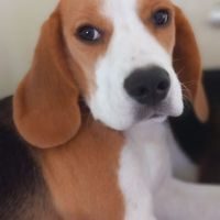 Chiot femelle beagle lof #0