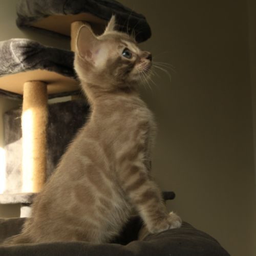 Exceptionnel chaton bengal