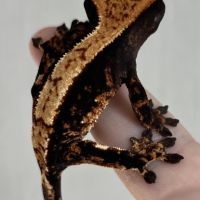 Gecko à crête #1