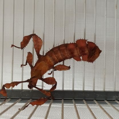 Don oeufs phasmes scorpion