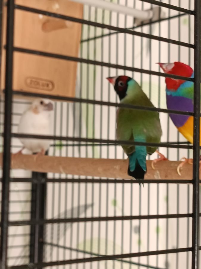 A Vendre Diamant De Gould Male Ou Femelle 59269 A Vendre Diamant De Gould Male Ou Femelle 59269