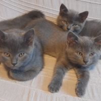 A réserver chatons chartreux #3