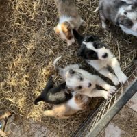 Chiots border collies