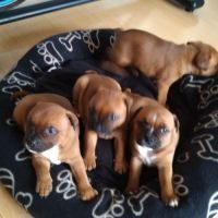 Chiots staffordshire bull terrier staffie rouge #2